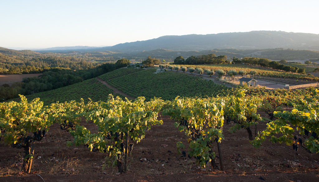 Vineyard in Sonoma Valley