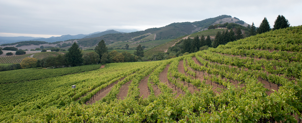 Vineyard in Sonoma Valley