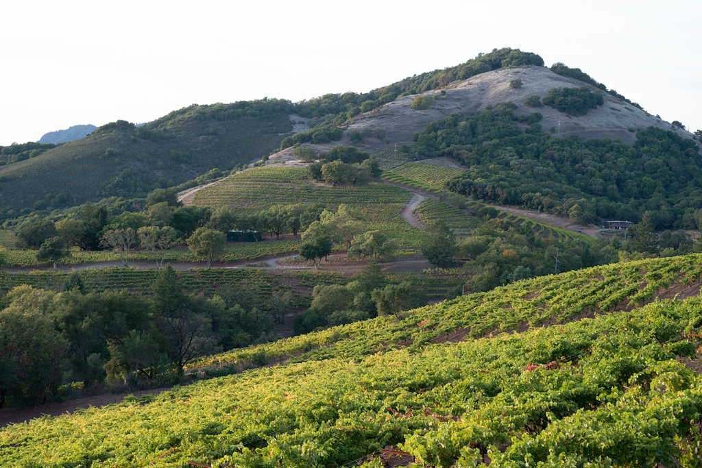 Vineyard in Sonoma Valley