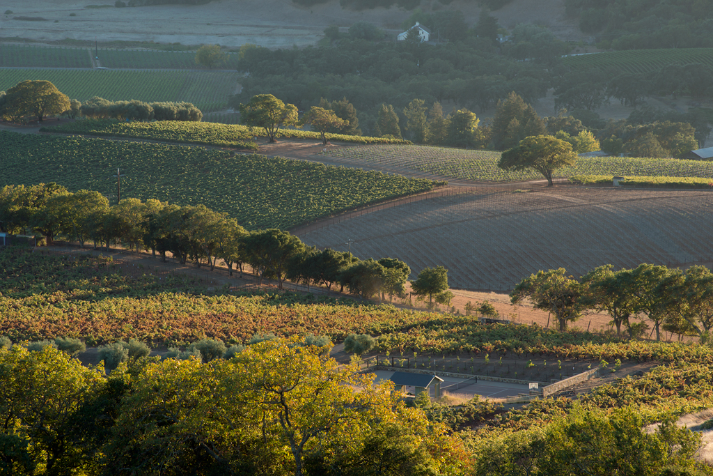 Vineyard in Sonoma Valley