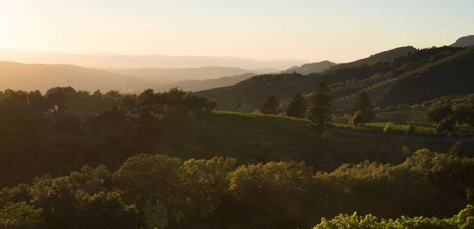 Vineyard in Sonoma Valley