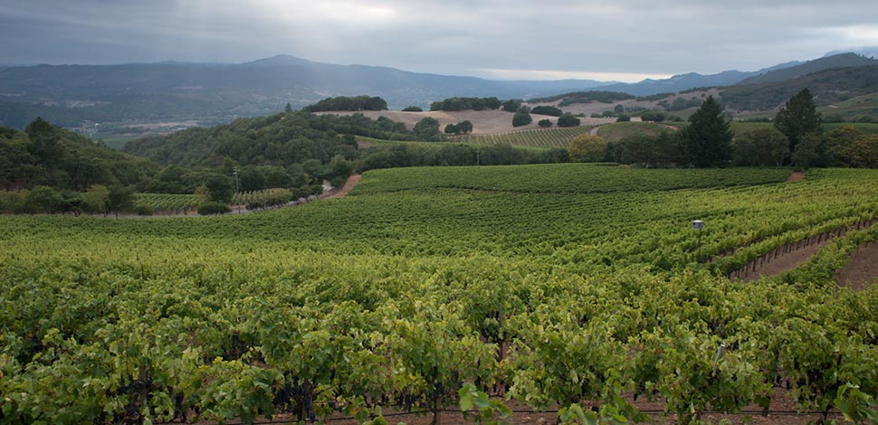 Vineyard in Sonoma Valley