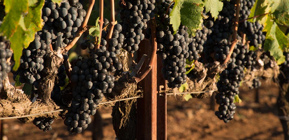 Vineyard in Sonoma Valley