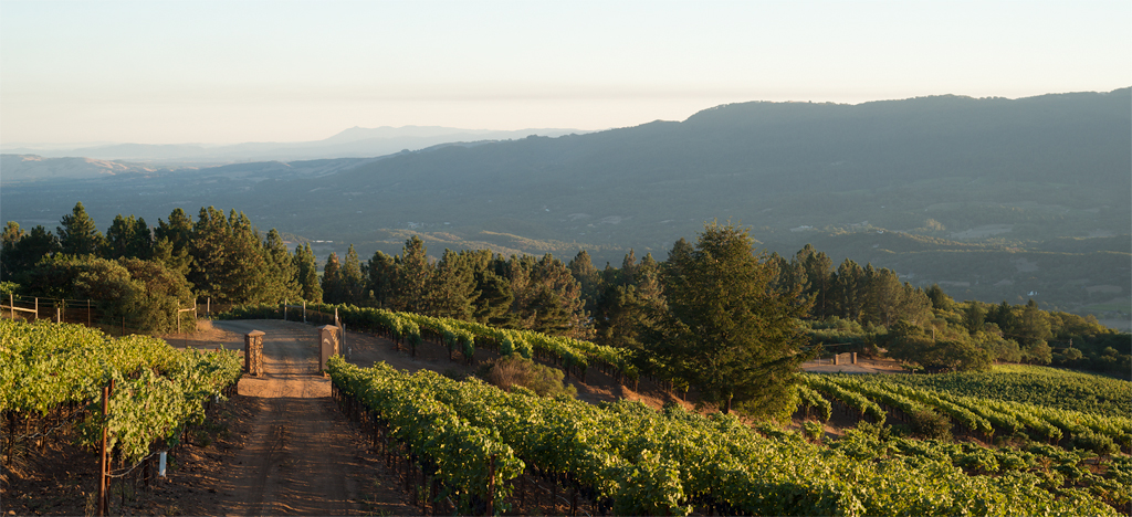 Vineyard in Sonoma Valley