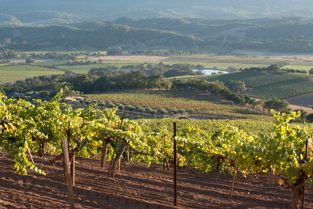 Vineyard in Sonoma Valley