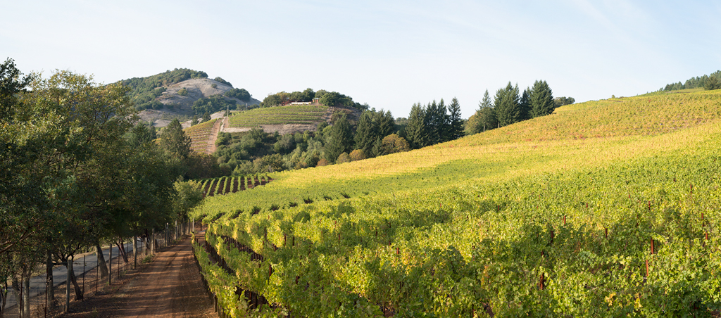 Vineyard in Sonoma Valley