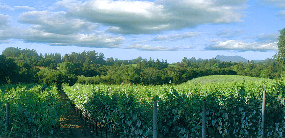 Vineyard in Sonoma Valley