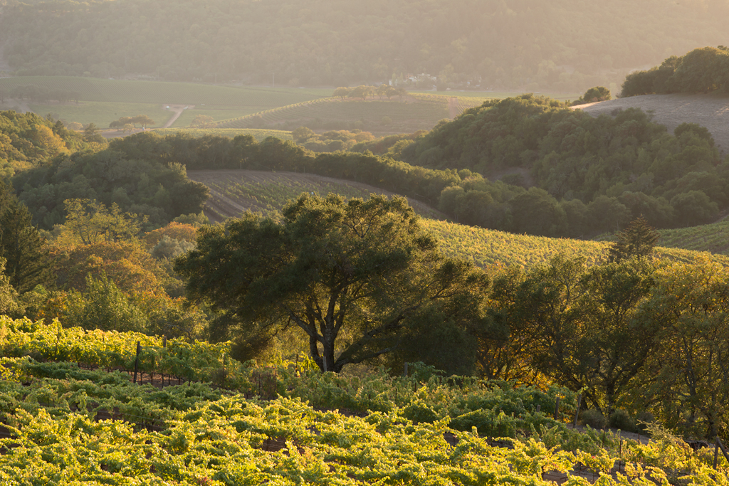 Vineyard in Sonoma Valley